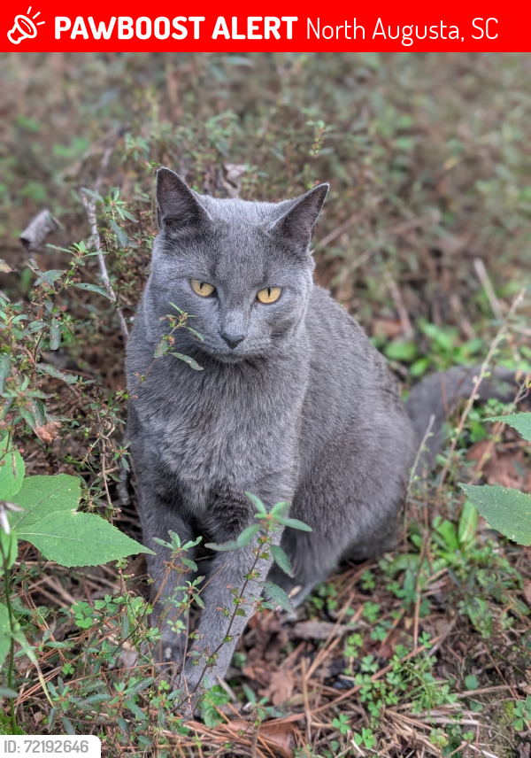Lost Male Cat last seen The woods behind True North Church, North Augusta, SC 29841