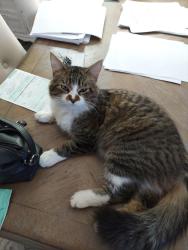 Lost Male Cat last seen Ridgeview Drive (near Moss St.) Lafayette, LA, Lafayette, LA 70507