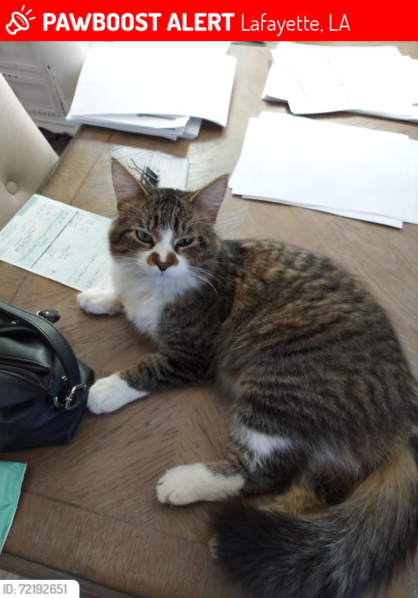 Lost Male Cat last seen Ridgeview Drive (near Moss St.) Lafayette, LA, Lafayette, LA 70507