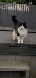Lost Female Cat last seen Near Ferriby road, hessle, East Riding of Yorkshire, England HU13 0HU