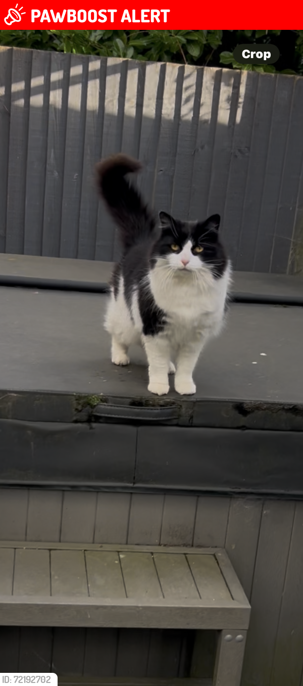 Lost Female Cat last seen Near Ferriby road, hessle, East Riding of Yorkshire, England HU13 0HU