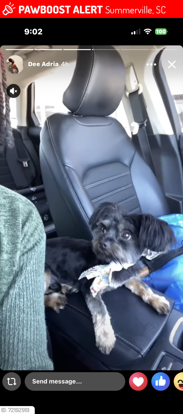 Lost Male Dog last seen Summerville Wind Apts , Summerville, SC 29483