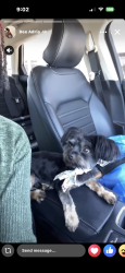 Lost Male Dog last seen Summerville Wind Apts , Summerville, SC 29483