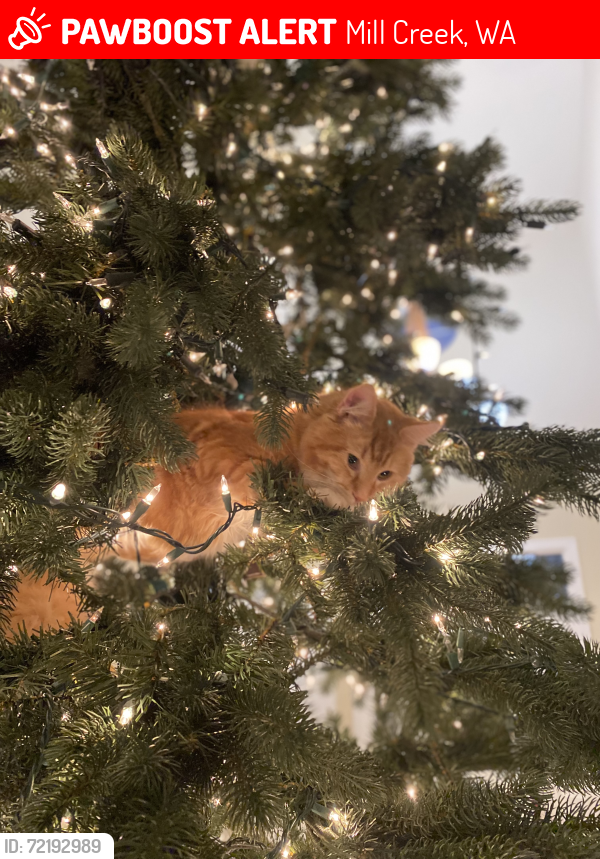 Lost Male Cat last seen 35th Ave SE & 146th St SE, Mill Creek, WA 98012, Mill Creek, WA 98012