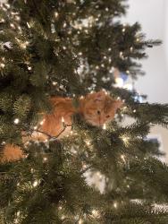 Lost Male Cat last seen 35th Ave SE & 146th St SE, Mill Creek, WA 98012, Mill Creek, WA 98012