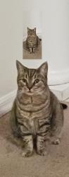 Lost Female Cat last seen Johns Landing Way & Regina Circle , Oakland, FL 34787