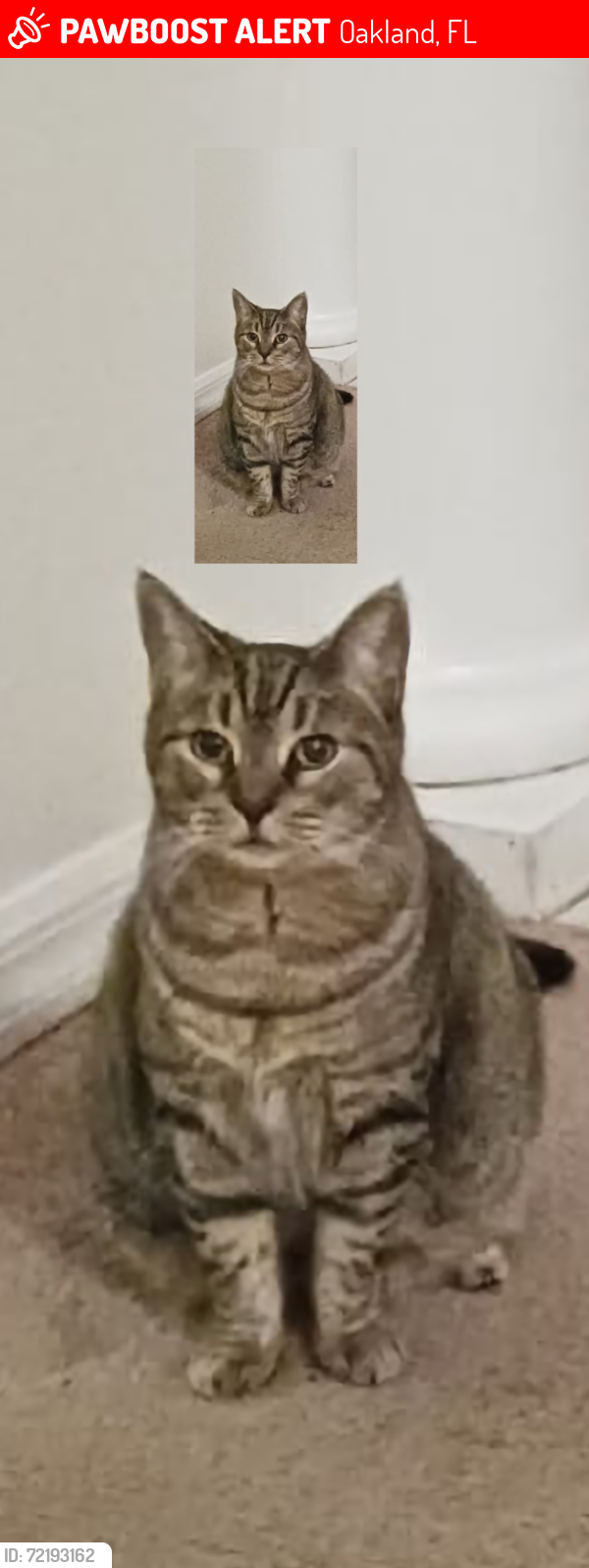Lost Female Cat last seen Johns Landing Way & Regina Circle, Oakland, FL 34787