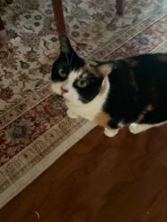Lost Female Cat last seen Saladia and Q 1/2, Galveston, TX 77551