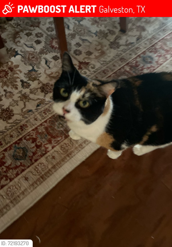 Lost Female Cat last seen Saladia and Q 1/2, Galveston, TX 77551