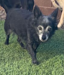 Reunited Male Dog last seen Cedar Ave & N 21st St, Las Vegas, NV 89101, USA, Las Vegas, NV 89101