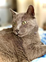 Lost Male Cat last seen Seagrass apmts on San Pablo Rd. S. near Atlantic Blvd, Jacksonville, FL 32224