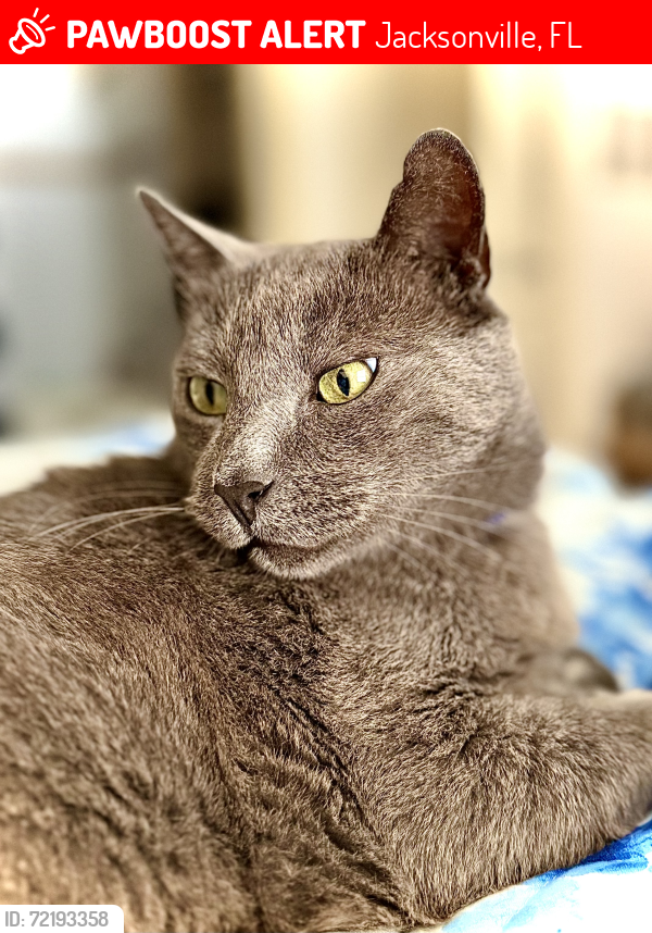 Lost Male Cat last seen Seagrass apmts on San Pablo Rd. S. near Atlantic Blvd, Jacksonville, FL 32224