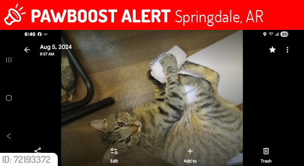 Lost Male Cat last seen Near Daisy Lane Springdale Ar, Springdale, AR 72764
