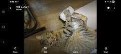Lost Male Cat last seen Near Daisy Lane Springdale Ar, Springdale, AR 72764