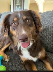 Lost Female Dog last seen THORNCREST Drive in Callaway Farms subdivision, RINGGOLD, GA, Ringgold, GA 30736