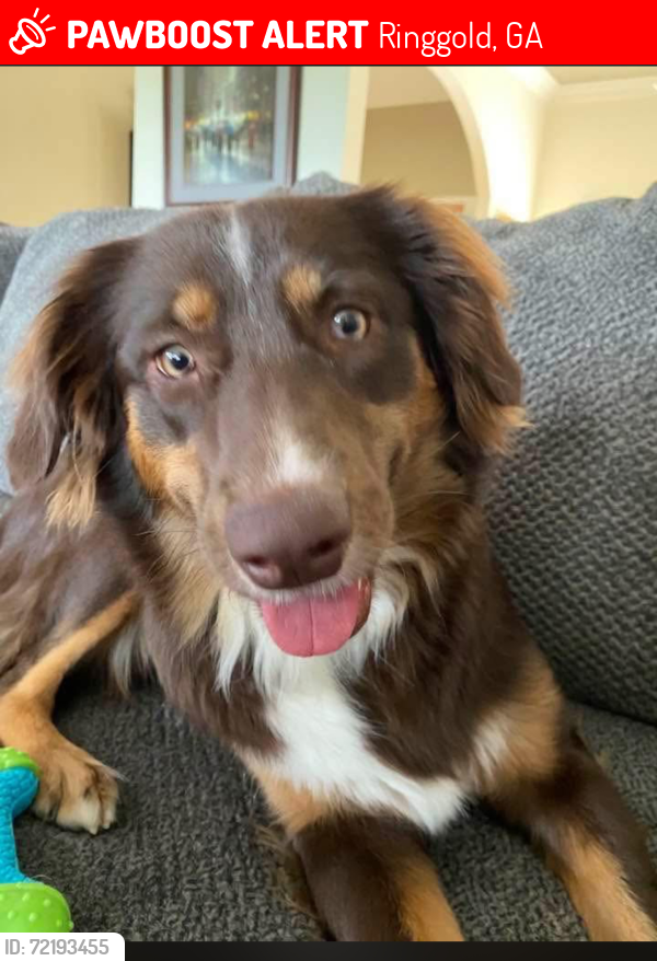 Lost Female Dog last seen THORNCREST Drive in Callaway Farms subdivision, RINGGOLD, GA, Ringgold, GA 30736
