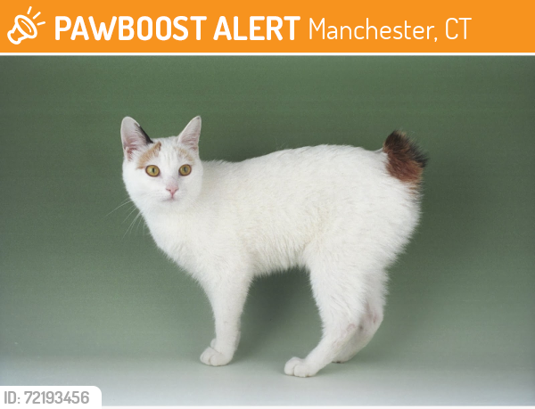 Found/Stray Unknown Cat last seen West Center and Trebbe, Manchester, CT 06040