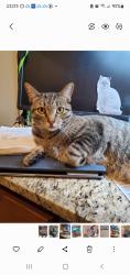 Lost Male Cat last seen Nomad Drive, Paleface Lake Country Estates, TX 78669