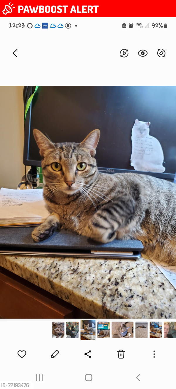 Lost Male Cat last seen Nomad Drive, Paleface Lake Country Estates, TX 78669