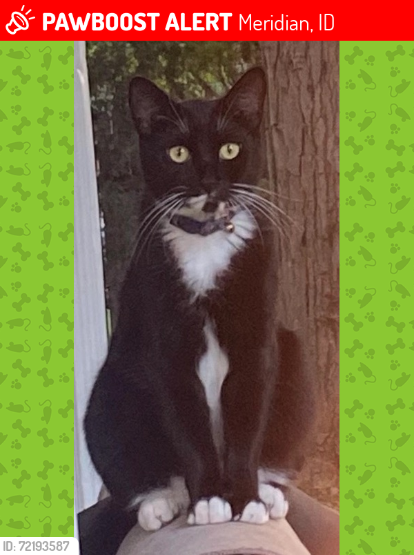 Lost Male Cat last seen 12th ave area, Nampa, ID 83651