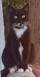 Lost Male Cat last seen 12th ave area, Nampa, ID 83651