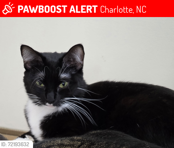 Lost Female Cat last seen Mintworth Commons, Charlotte, NC 28105