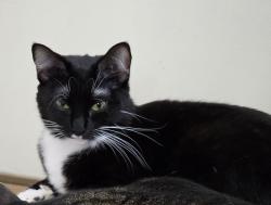 Lost Female Cat last seen Mintworth Commons, Charlotte, NC 28105