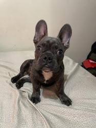 Lost Male Dog last seen Chestnut & 10th, Long Beach, CA 90813