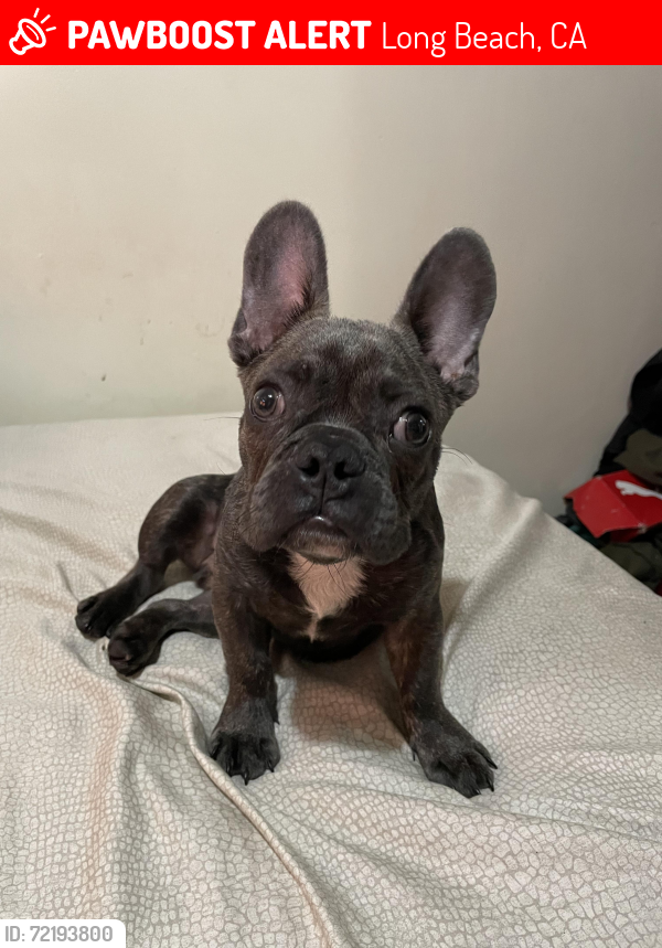 Lost Male Dog last seen Chestnut & 10th, Long Beach, CA 90813