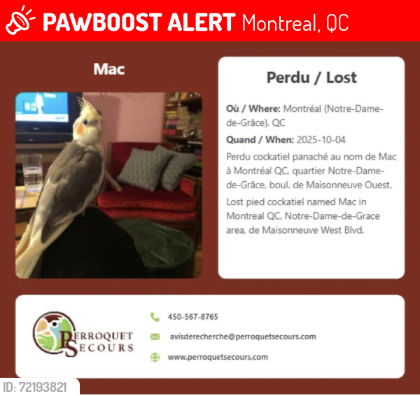 Lost Male Bird last seen DeMaisonneuve Ouest, Montreal, QC 