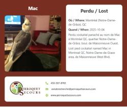 Lost Male Bird last seen DeMaisonneuve Ouest, Montreal, QC 