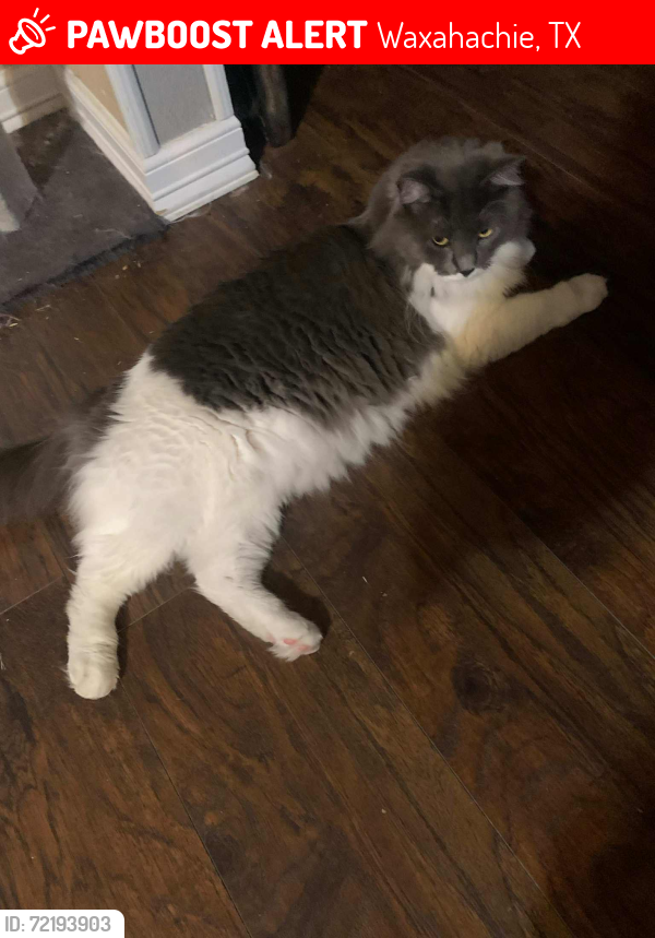 Lost Male Cat last seen Buckhorn near Bells Chapel, Waxahachie, TX 75165