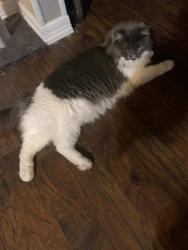 Lost Male Cat last seen Buckhorn near Bells Chapel, Waxahachie, TX 75165