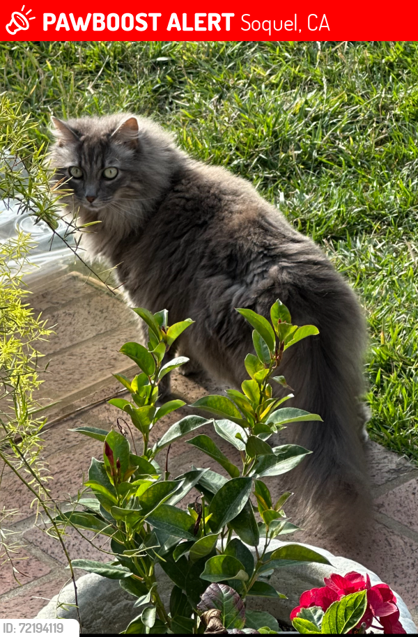 Lost Female Cat last seen Monterey, Soquel, CA 95073