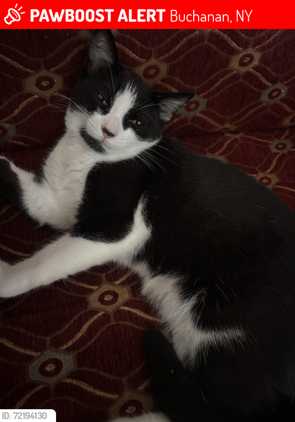 Lost Female Cat last seen Seward st, Buchanan, montrose , Buchanan, NY 10511