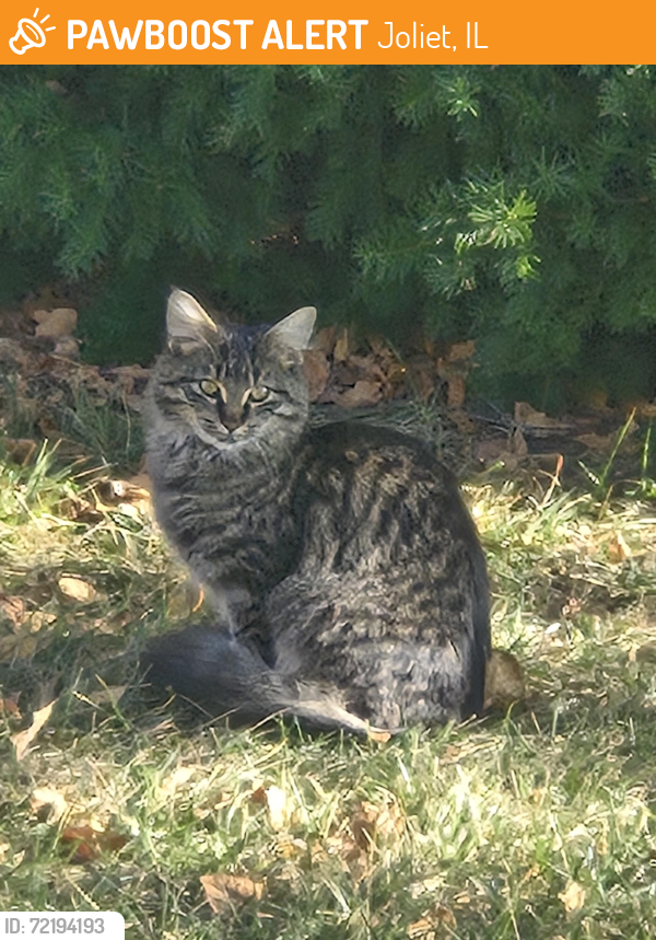 Found/Stray Unknown Cat last seen Near - 2815, 2814 - 2816 Grand Prairie Dr. Joliet in front of s in bushes, Joliet, IL 60431