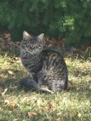 Found/Stray Unknown Cat last seen Near - 2815, 2814 - 2816 Grand Prairie Dr. Joliet in front of s in bushes, Joliet, IL 60431