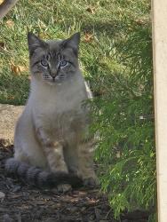 Found/Stray Unknown Cat last seen Near - 2815, 2814 - 2816 Grand Prairie Dr. Joliet in front of s in bushes, Joliet, IL 60431