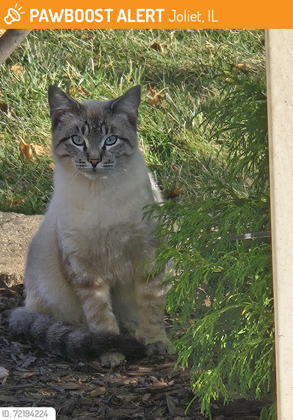 Found/Stray Unknown Cat last seen Near - 2815, 2814 - 2816 Grand Prairie Dr. Joliet in front of s in bushes, Joliet, IL 60431