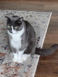 Lost Male Cat last seen Phillips Lane SW, Lakewood, WA 98498