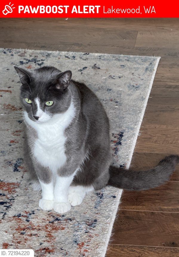 Lost Male Cat last seen Phillips Lane SW, Lakewood, WA 98498