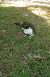 Lost Female Cat last seen Stone, Bay St. Louis, MS 39520