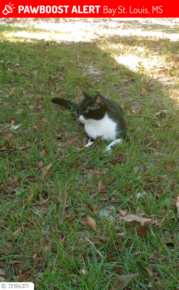 Lost Female Cat last seen Stone, Bay St. Louis, MS 39520