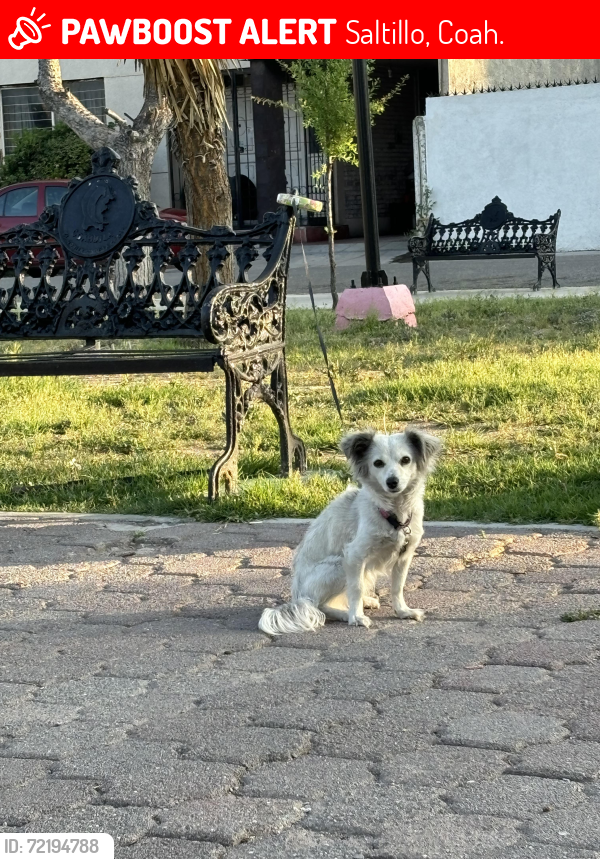 Lost Female Dog last seen Calle Apolonio Aviles, Saltillo, Coah. 25260