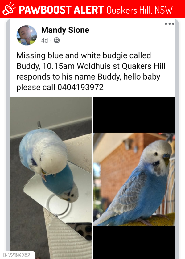 Lost Male Bird last seen Pye Road Quakers Hill, Quakers Hill, NSW 2763
