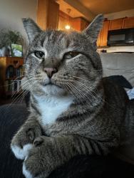 Lost Male Cat last seen 19th St & 55th Ave, Cicero, IL 60804