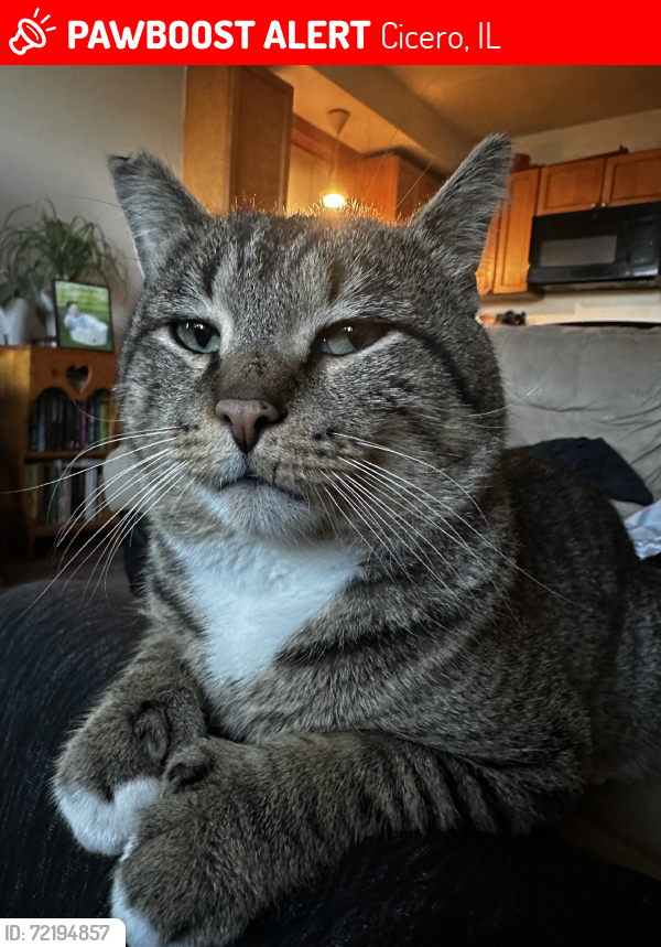 Lost Male Cat last seen 19th St & 55th Ave, Cicero, IL 60804