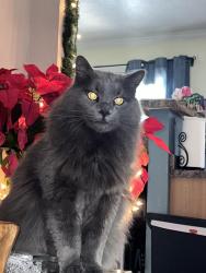 Lost Male Cat last seen Trout Rd , Pensacola, FL 32506