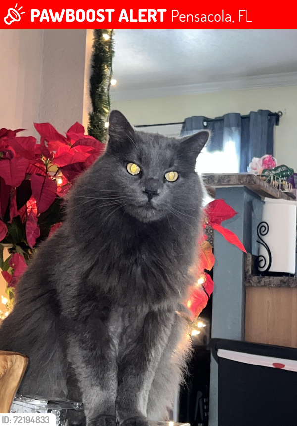 Lost Male Cat last seen Trout Rd , Pensacola, FL 32506