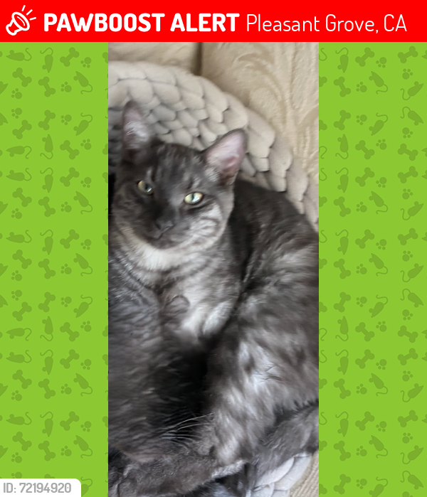 Lost Male Cat last seen Sunset Blvd West / Brewer Road, Pleasant Grove, CA 95668